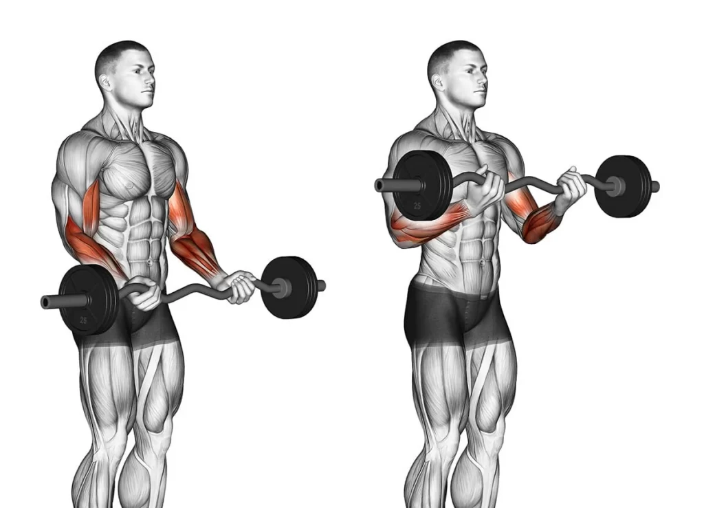 Super Treino de Bíceps Completo - Melhores exercícios para os braços!